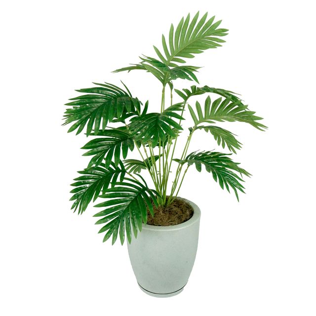 palmeira 1.jpg